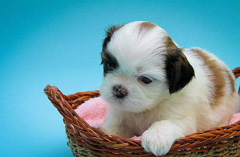 cesta, perro, bebé, cachorro, Shih Tzu, Fondo de pantalla HD HD wallpaper