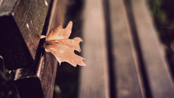 brown leaf on brown wooden bench, shallow focus photography of brown leaf, bench, depth of field, leaves, fall, HD wallpaper