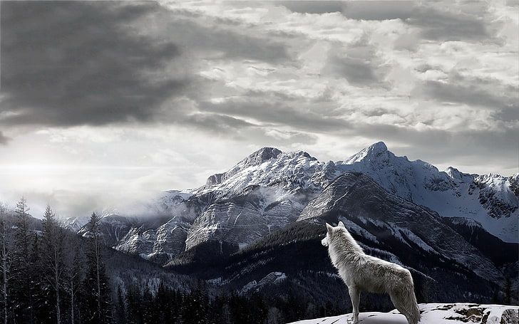 mountains, wolf, landscape, clouds, snow, mist, HD wallpaper