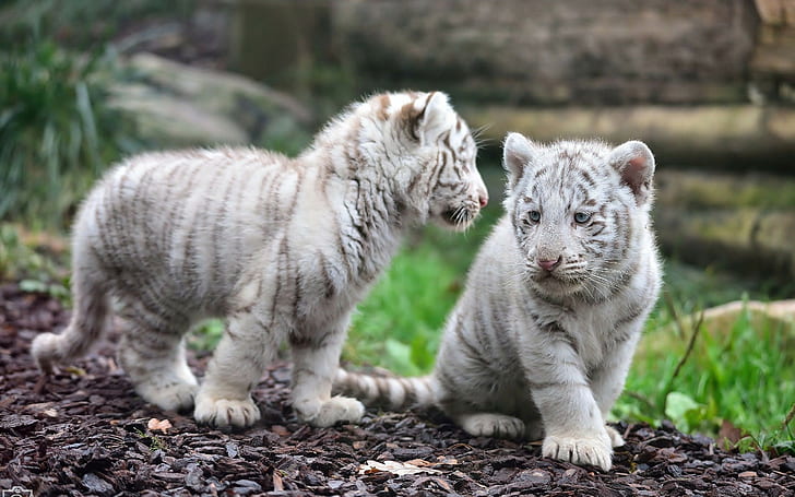 2560x1600 Animals Tiger, Cub .White, Tigber, HD wallpaper