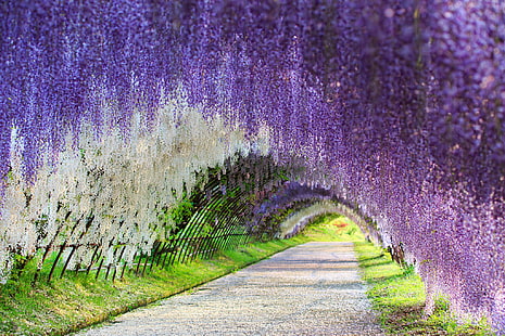 Photography, Park, Flower, Path, Purple Flower, Summer, Tunnel, White Flower, Wisteria, HD wallpaper HD wallpaper