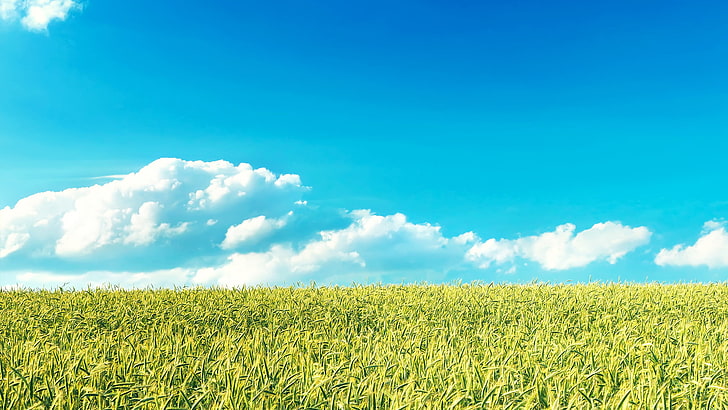 lukisan abstrak biru dan putih, awan, biru, langit, lanskap, alam, tanaman, bidang, Wallpaper HD