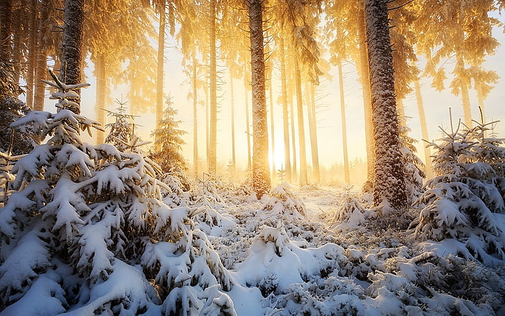 snow covered forest digital wallpaper, nature, landscape, winter, forest, mist, sunlight, snow, trees, white, cold, yellow, HD wallpaper