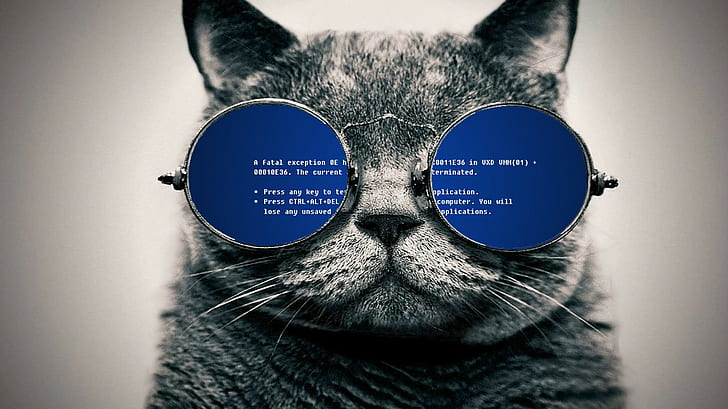 кот, очки, синий экран смерти, HD обои