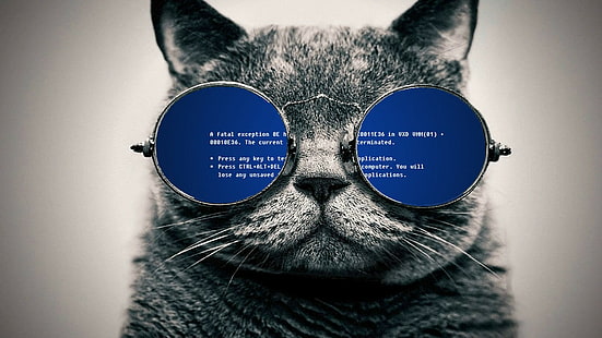 кот, очки, синий экран смерти, HD обои HD wallpaper