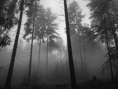Fog Mist Forest Trees BW HD, foggy forest, nature, trees, bw, forest, fog, mist, HD wallpaper HD wallpaper