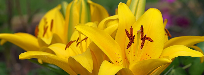 closeup photography of yellow lily flowers, lily, Yellow Lily, Facebook, Cover, closeup photography, lily flowers, Yellow  Lily, Timeline, nature, yellow, flower, plant, petal, close-up, flower Head, springtime, HD wallpaper HD wallpaper