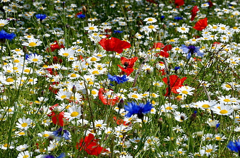 زهور متنوعة ، الإقحوانات ، الخشخاش ، زهرة الذرة ، آذان ، مرج ، الصيف، خلفية HD HD wallpaper