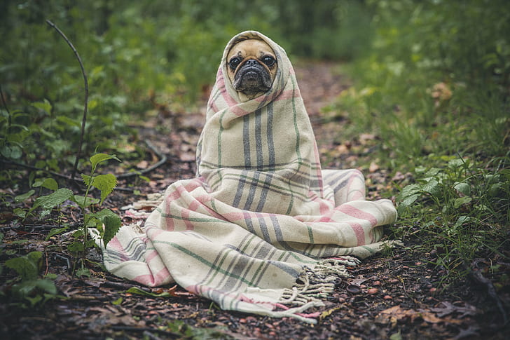 Fawn Pug cover by plaid blanket at daytime, old woman, in the woods., Fawn, Pug, cover, plaid, blanket, daytime, toronto  high  park, dog, et, senior, forest, wilderness, outdoors, nature, HD wallpaper