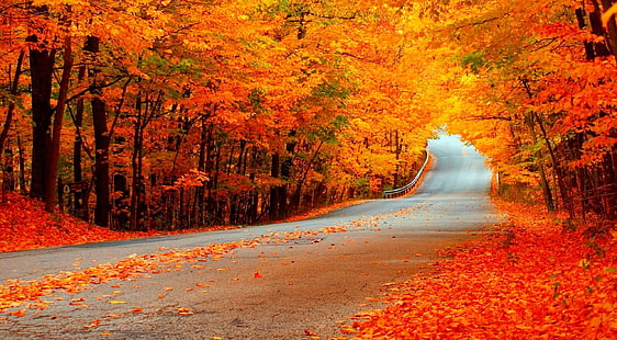Bellissimi aranci autunnali, strada, stagioni, autunno, arancio, natura, colore, strada, stagione, autunno, fogliame, foglie che cadono, Sfondo HD HD wallpaper