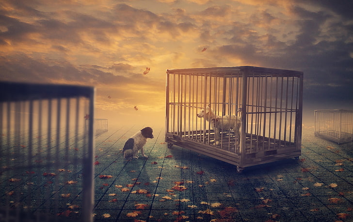 Friends, Cage, Dogs, HD wallpaper