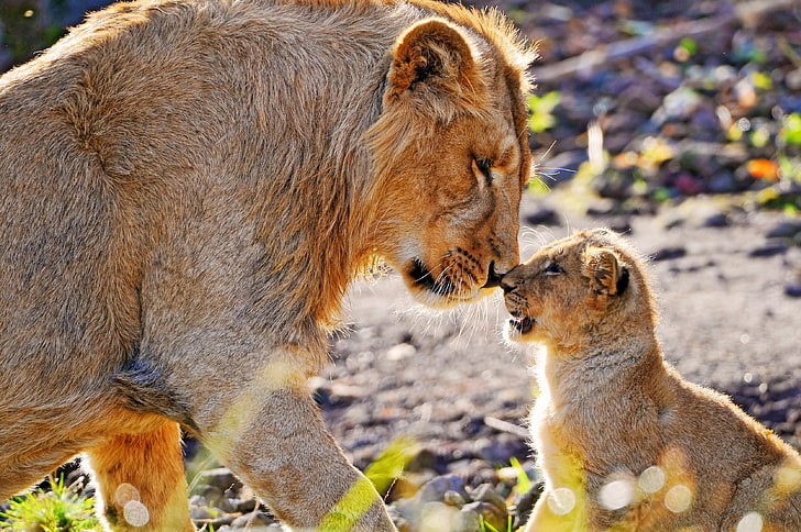 Lioness and cub, cub, lion, care, attention, affection, predator, HD wallpaper