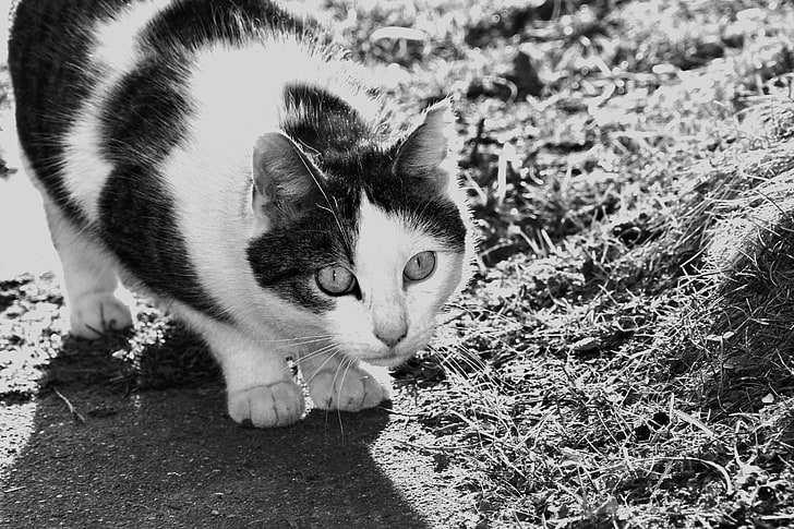 cat, black, white, monochrome, animals, HD wallpaper