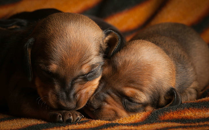 Two Puppies Sleeping, puppy, baby, friend, sleep, loyal, animal, animals, HD wallpaper