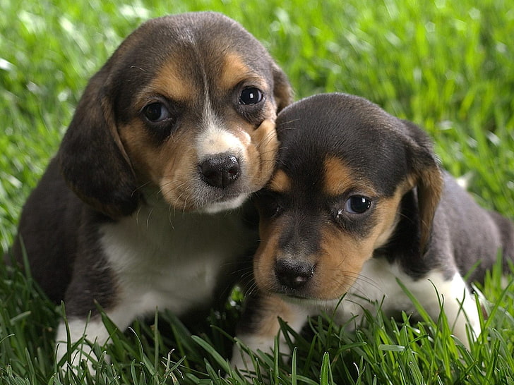 two tricolor beagle puppies, puppies, steam, brindle, caring, HD wallpaper