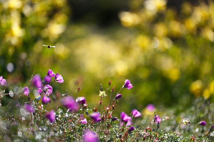 bee, bumble, grass, nature, summer, HD wallpaper