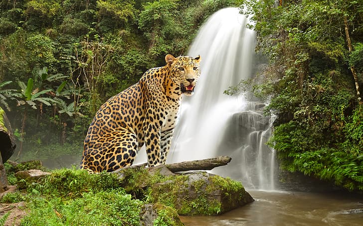 Tiere, Chamäleons, Hirsche, Jaguar, Tiger, Wasserfall, Elefant, Jungtiere, Löwe, HD-Hintergrundbild