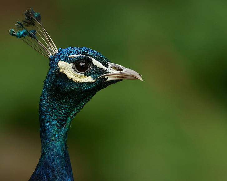 青い孔雀、孔雀、孔雀、鳥、動物、羽、自然、野生動物、マルチカラー、くちばし、男性動物、クローズアップ、緑の色、青の野生動物の写真、 HDデスクトップの壁紙