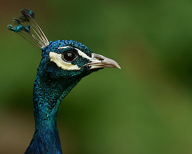 青い孔雀、孔雀、孔雀、鳥、動物、羽、自然、野生動物、マルチカラー、くちばし、男性動物、クローズアップ、緑の色、青の野生動物の写真、 HDデスクトップの壁紙 HD wallpaper