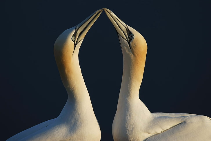 two white fowls, bird, love, couple, HD wallpaper