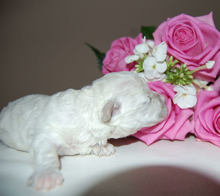 Little White Wonder?, romantic, puppy, floral, white, tiny, bouquet, animals, precious, friendship, roses, dogs, soft pink, HD wallpaper