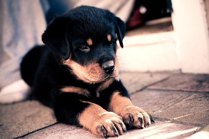 mahoni hitam Rottweiler puppy, puppy, rottweiler, cute, baby, Wallpaper HD