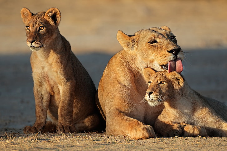brown lioness and cubs, language, cat, family, cub, the cubs, lioness, lion, washing, HD wallpaper