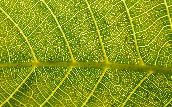 nature, 2880x1800, Leaf, walnut, leaf  hd, hd leaf, HD wallpaper