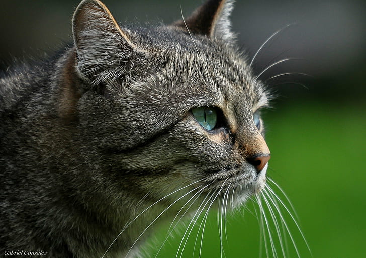 ภาพถ่ายแนวแมวสีน้ำตาลซิกม่าแมวลายสีน้ำตาลแมว tabby แนวตั้งแมวกาเบรียลCoruñaสัตว์ Nikon D 90 Xelo เดอกาลิเซียภาพถ่ายสัตว์แมวบ้านสัตว์เลี้ยงน่ารักเลี้ยงลูกด้วยนมขนสัตว์ กลางแจ้ง, ธรรมชาติ, กำลังมองหา, วอลล์เปเปอร์ HD