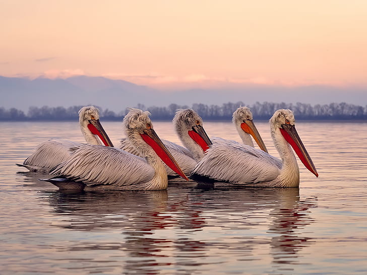 pelicans, water, animals, birds, HD wallpaper