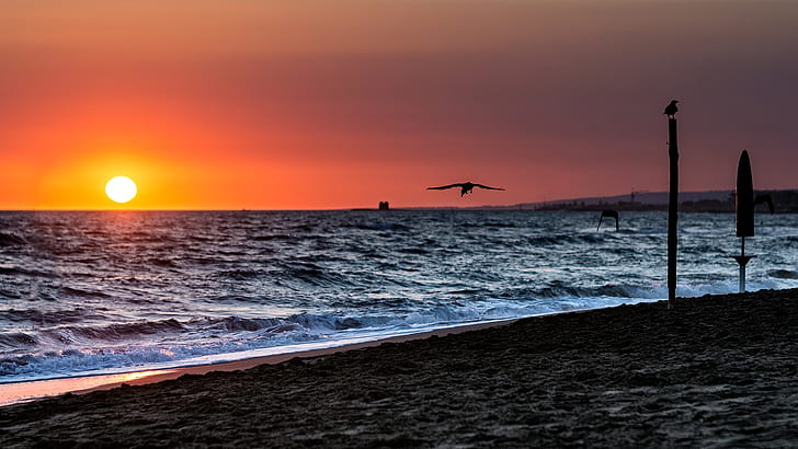 サンセットバードビーチオーシャンHD、自然、海、夕日、ビーチ、鳥、 HDデスクトップの壁紙