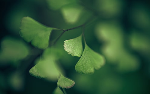 green leaves illustration, green, macro, leaves, plants, branch, HD wallpaper HD wallpaper