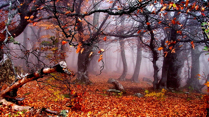 autumn, forest, leaves, woods, tree, nature, fog, woodland, deciduous, branch, HD wallpaper