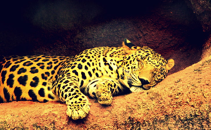 Leopard, djur, vild, natur, leopard, lat, söt, sovande, lejon, tiger, djurliv, HD tapet