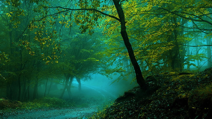 spring, forest, pathway, path, trees, misty, wet, HD wallpaper
