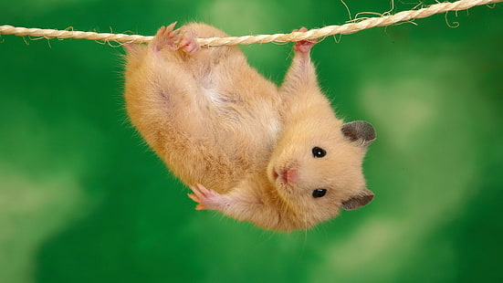 Hamster Rope HD, коричневый хомяк, животные, веревка, хомяк, HD обои HD wallpaper