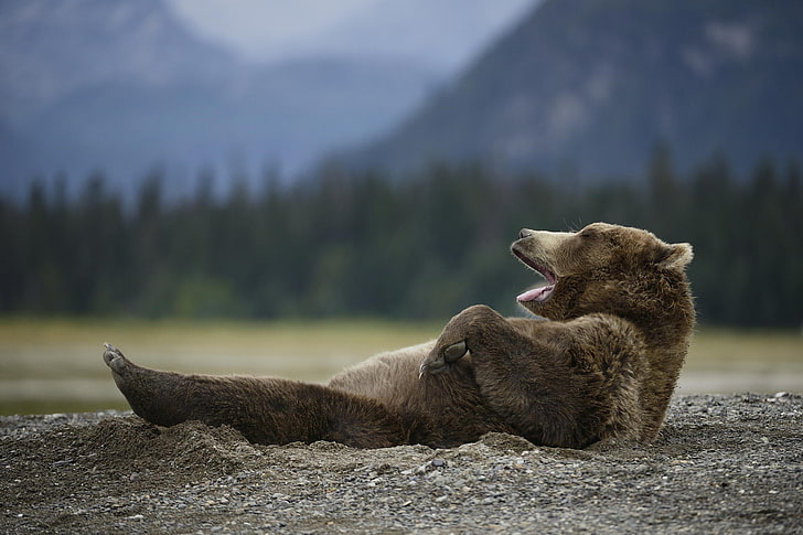 beruang coklat, beruang, kebohongan, dingin, kabur, Wallpaper HD