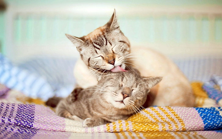 قطتان أسودان وبنيان قصيران الفراء ، قطط ، زوجان ، عاطفة ، رعاية، خلفية HD