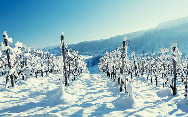campo de nieve, paisaje, invierno, nieve, Fondo de pantalla HD