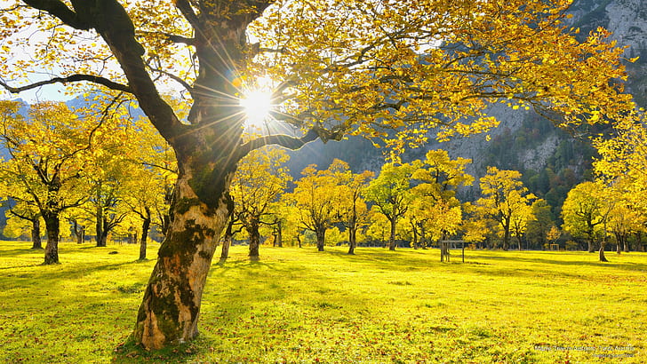Akçaağaç ağaç Güz, Tirol, Avusturya, sonbahar, HD masaüstü duvar kağıdı