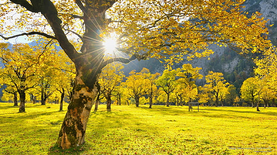 ต้นเมเปิ้ลในฤดูใบไม้ร่วง Tyrol ออสเตรียฤดูใบไม้ร่วง, วอลล์เปเปอร์ HD HD wallpaper