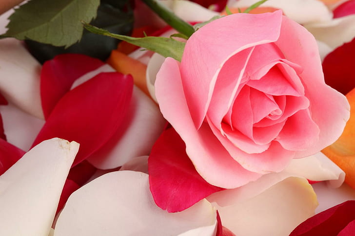 Pink Rose On Rose Petals, flower, rose, petals, pink, nature and landscapes, HD wallpaper