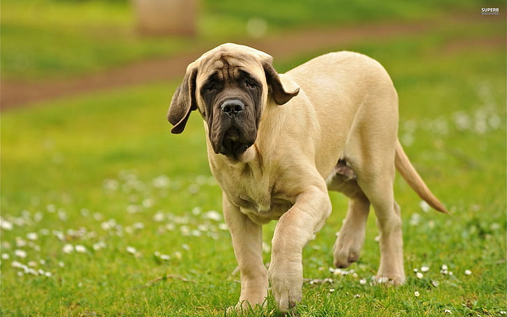 Mastiff ภาษาอังกฤษสัตว์ขนาดใหญ่สุนัขพันธุ์อังกฤษสนามหญ้าสัตว์, วอลล์เปเปอร์ HD