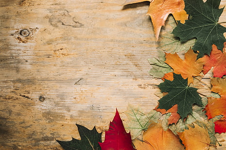 outono, folhas, fundo, árvore, colorido, madeira, bordo, HD papel de parede HD wallpaper