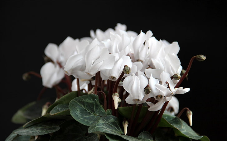white flowers, cyclamen, flowers, white, leaf, close up, background, HD wallpaper