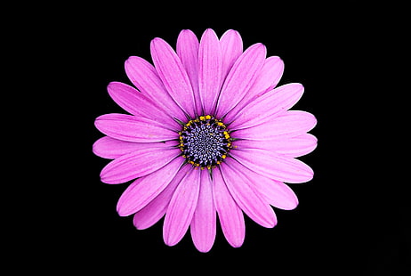 زهرة الأقحوان الوردية ، مارغريتا ، زهرة الأقحوان ، الأرجواني ، خلفية داكنة ، 4K، خلفية HD HD wallpaper