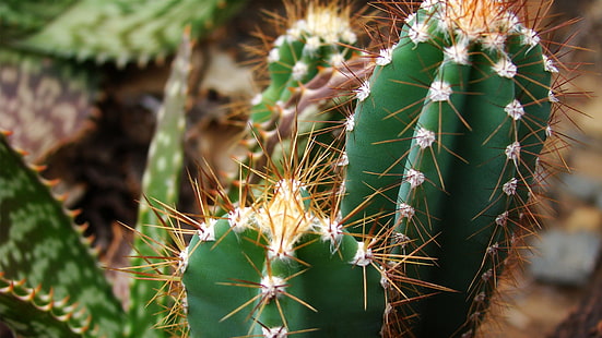 close-up photography of green cactus plant, nature, cactus, macro, plants, depth of field, green, HD wallpaper HD wallpaper