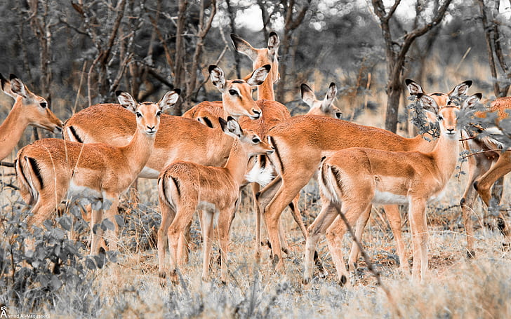 Herd Of Deer In Forest Hd Wallpaper, Fond d'écran HD