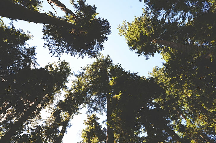 alam, pohon, langit, hutan, Wallpaper HD