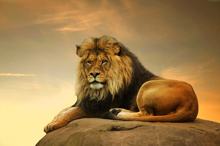 savanna, singa, binatang lucu, Wallpaper HD